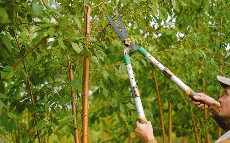 Tree trimming in Robersonville, NC